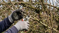 Jak si na jaře při prořezávání ovocných stromů nezničit úrodu